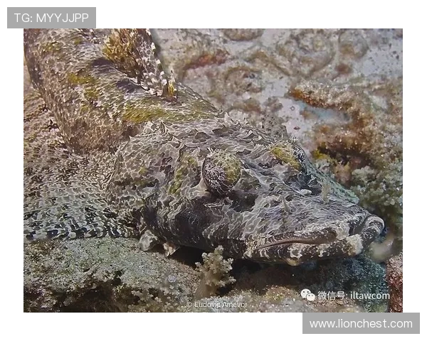 博鱼官网用户评价与口碑，真实玩家体验分享助你全面了解平台优缺点